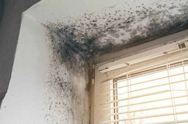 Affordable Mold Inspection And Testing solutions in Howard, PA